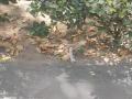 Delhi Police: Suspicious object found near Raisina Road - Hindi News | Delhi Police: Suspicious object found near Raisina Road | Latest national News at Lokmattimes.com