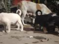 2 street dogs poisoned, 8 go missing: K'taka Police probe activist's complaint - Hindi News | 2 street dogs poisoned, 8 go missing: K'taka Police probe activist's complaint | Latest national News at Lokmattimes.com