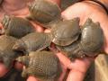 Endangered Indian turtles hatch in US zoo after two decades - Hindi News | Endangered Indian turtles hatch in US zoo after two decades | Latest national News at Lokmattimes.com