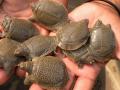Smuggler held, 108 Indian roof turtles rescued in Lucknow - Hindi News | Smuggler held, 108 Indian roof turtles rescued in Lucknow | Latest national News at Lokmattimes.com