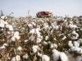 Researchers find 7000-yr-old cotton fibres in Israel - Hindi News | Researchers find 7000-yr-old cotton fibres in Israel | Latest politics News at Lokmattimes.com