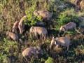 China's migrating elephant herd lingers in township - Hindi News | China's migrating elephant herd lingers in township | Latest international News at Lokmattimes.com