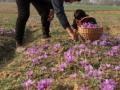 Valley's saffron is the Kashmiri gold - Hindi News | Valley's saffron is the Kashmiri gold | Latest politics News at Lokmattimes.com