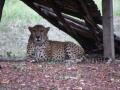Cheetah gifted by Saudi Prince dies of heart attack at Hyderabad Zoo - Hindi News | Cheetah gifted by Saudi Prince dies of heart attack at Hyderabad Zoo | Latest national News at Lokmattimes.com