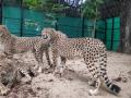 Mysuru zoo gets 3 cheetahs from South Africa - Hindi News | Mysuru zoo gets 3 cheetahs from South Africa | Latest national News at Lokmattimes.com