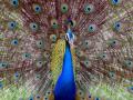 8 peacocks found dead in Agra - Hindi News | 8 peacocks found dead in Agra | Latest national News at Lokmattimes.com