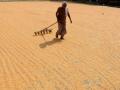 Over 16% increase in paddy procurement over previous season: Govt - Hindi News | Over 16% increase in paddy procurement over previous season: Govt | Latest politics News at Lokmattimes.com