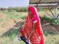 Solar initiation brings cheers to farmers in Rajasthan's Chambal belt, but is it sustainable? - Hindi News | Solar initiation brings cheers to farmers in Rajasthan's Chambal belt, but is it sustainable? | Latest national News at Lokmattimes.com