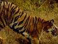 Rising tiger numbers a threat to humans around Bihar's Valmiki reserve - Hindi News | Rising tiger numbers a threat to humans around Bihar's Valmiki reserve | Latest national News at Lokmattimes.com