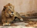 Aus zoo keeper mauled by lion, critical - Hindi News | Aus zoo keeper mauled by lion, critical | Latest international News at Lokmattimes.com