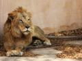 Lion in Lucknow zoo critically ill - Hindi News | Lion in Lucknow zoo critically ill | Latest national News at Lokmattimes.com
