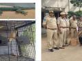6 held in Hyderabad for exhibiting exotic animals at pub - Hindi News | 6 held in Hyderabad for exhibiting exotic animals at pub | Latest national News at Lokmattimes.com