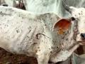 Animal Husbandry officials to brief Parl panel about lumpy skin disease - Hindi News | Animal Husbandry officials to brief Parl panel about lumpy skin disease | Latest politics News at Lokmattimes.com