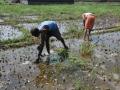 Hailstorm, rain bring down mercury in Rajasthan, farmers worried - Hindi News | Hailstorm, rain bring down mercury in Rajasthan, farmers worried | Latest national News at Lokmattimes.com