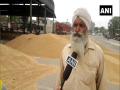 Ludhiana farmers fear crop damage due to delay in procurement - Hindi News | Ludhiana farmers fear crop damage due to delay in procurement | Latest national News at Lokmattimes.com