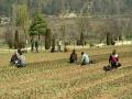 Preparations for Kashmir's tulip festival underway in full swing - Hindi News | Preparations for Kashmir's tulip festival underway in full swing | Latest national News at Lokmattimes.com