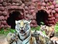 Hyderabad Zoo names tiger cub after Col Santosh Babu - Hindi News | Hyderabad Zoo names tiger cub after Col Santosh Babu | Latest politics News at Lokmattimes.com