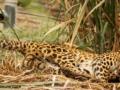 Kerala man slashes leopard after being attacked, locals kill it - Hindi News | Kerala man slashes leopard after being attacked, locals kill it | Latest national News at Lokmattimes.com