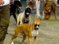 UP makes it compulsory to register pet dogs - Hindi News | UP makes it compulsory to register pet dogs | Latest national News at Lokmattimes.com