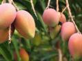 Mango, pomegranate growers to soon get access to US market - Hindi News | Mango, pomegranate growers to soon get access to US market | Latest international News at Lokmattimes.com