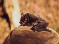 Bats host most virulent, but not most dangerous zoonotic viruses: Study - Hindi News | Bats host most virulent, but not most dangerous zoonotic viruses: Study | Latest technology News at Lokmattimes.com