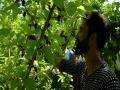 J-K: Harvesting of mulberry fruit in full swing in Srinagar - Hindi News | J-K: Harvesting of mulberry fruit in full swing in Srinagar | Latest national News at Lokmattimes.com