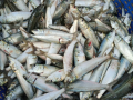 Climate variability reshaping Indian Sardine's dynamics: Study - Hindi News | Climate variability reshaping Indian Sardine's dynamics: Study | Latest technology News at Lokmattimes.com