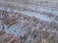 Uttar Pradesh: Moradabad farmers suffer as crops get destroyed due to heavy rainfall - Hindi News | Uttar Pradesh: Moradabad farmers suffer as crops get destroyed due to heavy rainfall | Latest national News at Lokmattimes.com