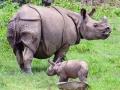 Assam: Rhino population in Pobitora increases by 5, total count at 107 - Hindi News | Assam: Rhino population in Pobitora increases by 5, total count at 107 | Latest national News at Lokmattimes.com