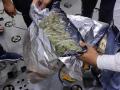 One held, 500 gms ganja seized at Delhi airport - Hindi News | One held, 500 gms ganja seized at Delhi airport | Latest national News at Lokmattimes.com