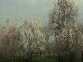 Almond blossoms attract tourists in Srinagar's Badam Vaer garden - Hindi News | Almond blossoms attract tourists in Srinagar's Badam Vaer garden | Latest national News at Lokmattimes.com
