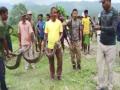 Assam: 12-feet-long python rescued in Baksa - Hindi News | Assam: 12-feet-long python rescued in Baksa | Latest national News at Lokmattimes.com