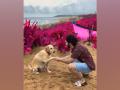 Varun Dhawan treats fans to adorable boomerang with furry friend - Hindi News | Varun Dhawan treats fans to adorable boomerang with furry friend | Latest entertainment News at Lokmattimes.com