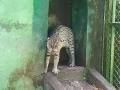 Bengal Safari is planning to introduce captive breeding centre for fishing cats - Hindi News | Bengal Safari is planning to introduce captive breeding centre for fishing cats | Latest national News at Lokmattimes.com