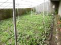 Ladakh: Polycarbonate greenhouse helps farmers grow vegetables locally - Hindi News | Ladakh: Polycarbonate greenhouse helps farmers grow vegetables locally | Latest national News at Lokmattimes.com