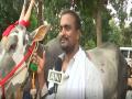 Rare Hallikar breed bull becomes main attraction at Krishi Mela in Bengaluru - Hindi News | Rare Hallikar breed bull becomes main attraction at Krishi Mela in Bengaluru | Latest national News at Lokmattimes.com