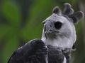 Study says, species of Harpy eagles could be under greater threat - Hindi News | Study says, species of Harpy eagles could be under greater threat | Latest technology News at Lokmattimes.com