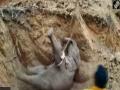 Elephant calf rescued from abandoned well in Odisha - Hindi News | Elephant calf rescued from abandoned well in Odisha | Latest national News at Lokmattimes.com