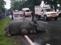 Rhino strays from Kaziranga National Park after floods cause widespread devastation - Hindi News | Rhino strays from Kaziranga National Park after floods cause widespread devastation | Latest national News at Lokmattimes.com
