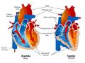 Scientists create highly detailed map of human heart for personalised cardiovascular treatments - Hindi News | Scientists create highly detailed map of human heart for personalised cardiovascular treatments | Latest technology News at Lokmattimes.com