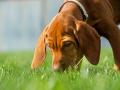 Researchers find with impressive accuracy, dogs can sniff out coronavirus - Hindi News | Researchers find with impressive accuracy, dogs can sniff out coronavirus | Latest lifestyle News at Lokmattimes.com