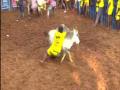 Jallikattu fervour continues, celebrated in Andhra Pradesh's Chittoor - Hindi News | Jallikattu fervour continues, celebrated in Andhra Pradesh's Chittoor | Latest national News at Lokmattimes.com