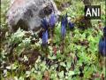 Rare variety flowers seen near Kedarnath Temple in Uttarakhand - Hindi News | Rare variety flowers seen near Kedarnath Temple in Uttarakhand | Latest national News at Lokmattimes.com
