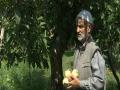 Growers busy with harvesting of apples in Kashmir - Hindi News | Growers busy with harvesting of apples in Kashmir | Latest national News at Lokmattimes.com