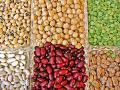 Study uncovers clues on evolution, diversification of legumes - Hindi News | Study uncovers clues on evolution, diversification of legumes | Latest technology News at Lokmattimes.com