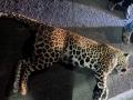 Leopard killed in road accident in Maharashtra's Palghar - Hindi News | Leopard killed in road accident in Maharashtra's Palghar | Latest maharashtra News at Lokmattimes.com