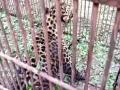 Leopard rescued from Assam tea estate - Hindi News | Leopard rescued from Assam tea estate | Latest national News at Lokmattimes.com