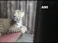 Leopard captured in Nashik by Forest Department officials - Hindi News | Leopard captured in Nashik by Forest Department officials | Latest maharashtra News at Lokmattimes.com