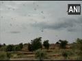 Rajasthan Agriculture minister urges Centre to declare locust menace national disaster - Hindi News | Rajasthan Agriculture minister urges Centre to declare locust menace national disaster | Latest national News at Lokmattimes.com