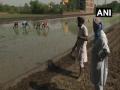 Farmers in Ludhiana face shortage of labourers as they begin paddy cultivation - Hindi News | Farmers in Ludhiana face shortage of labourers as they begin paddy cultivation | Latest national News at Lokmattimes.com